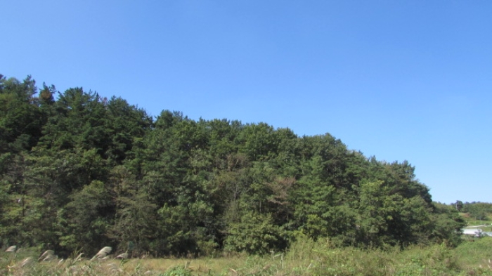 38번 ~ 45번 임야 전경