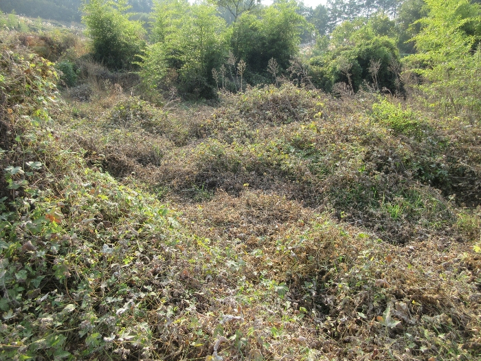 【 본 건 기호 37) 】