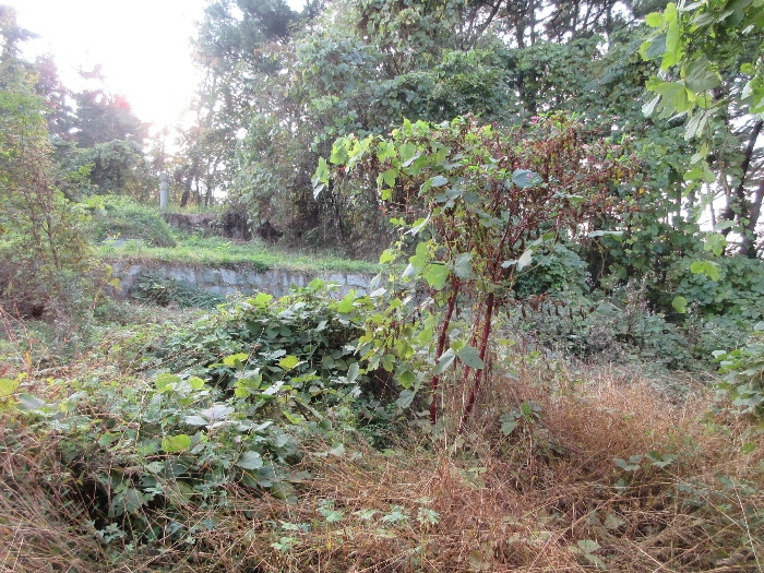 【 본 건 기호 40) 】