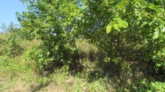 30번 잡종지 전경