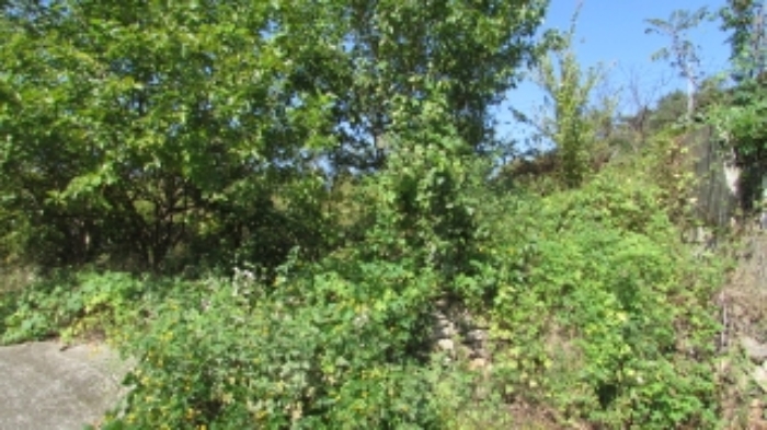 30번 잡종지 전경