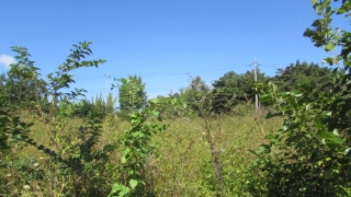 28번 잡종지 전경