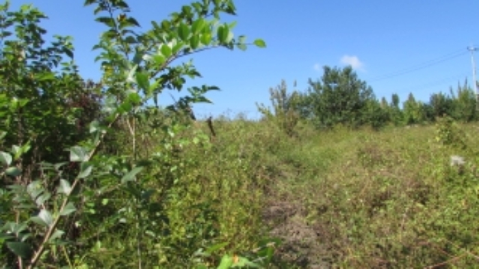 28번 잡종지 전경