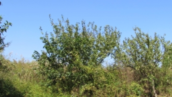 28번 잡종지 전경