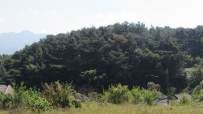 38번 ~ 45번 임야 전경