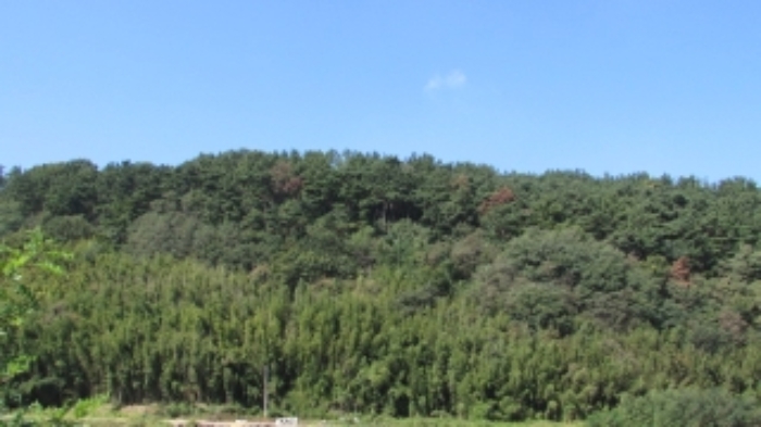 38번 ~ 45번 임야 전경