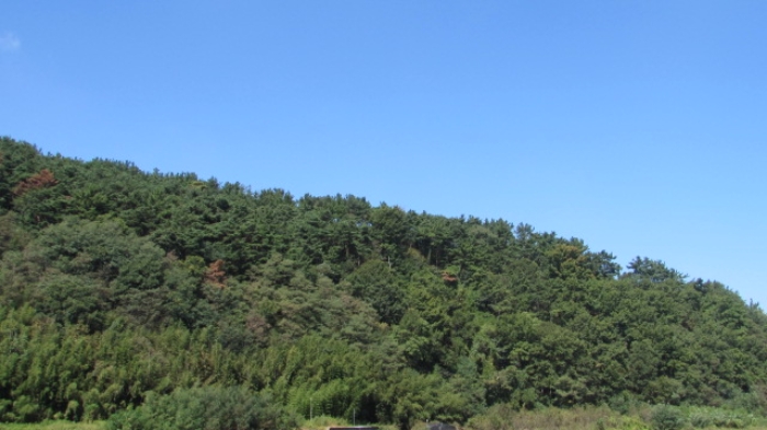 38번 ~ 45번 임야 전경