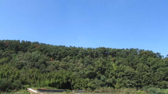 38번 ~ 45번 임야 전경