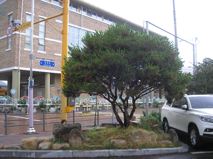 본건 지상 관상수 - 둥근소나무