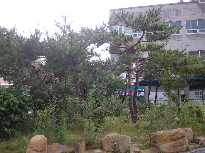 본건 지상 관상수 - 소나무