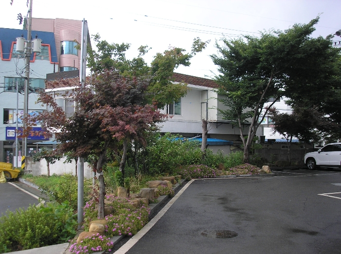 본건 지상 관상수 - 느티나무2