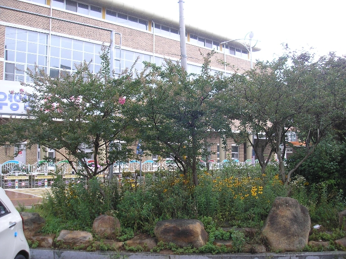 본건 지상 관상수 - 배롱나무