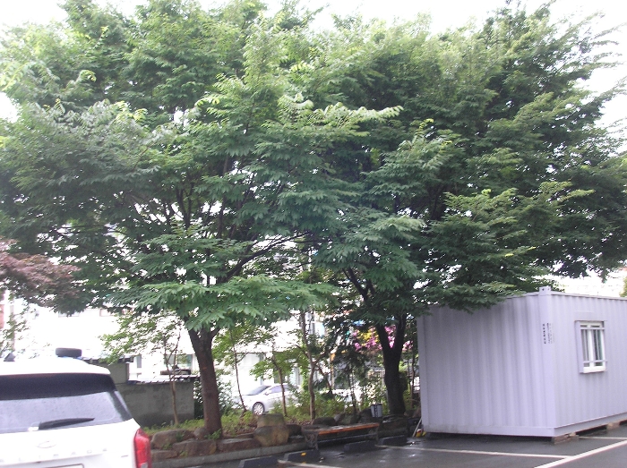 본건 기상 관상수 - 느티나무1
