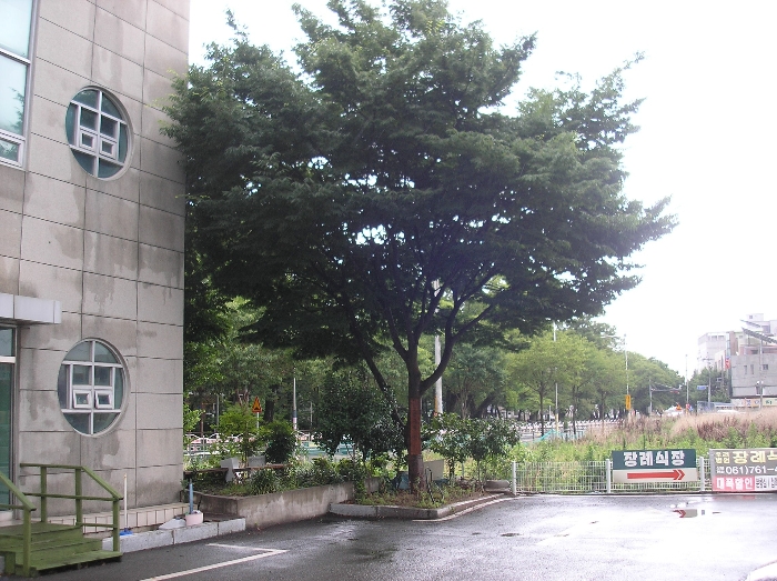 본건 지상 관상수 - 느티나무,동백나무