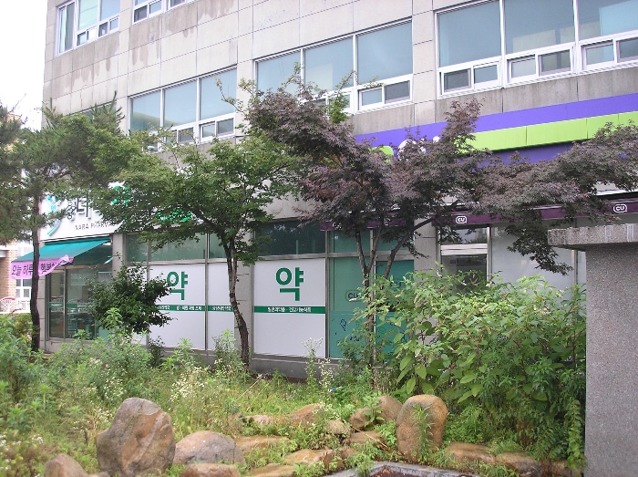 본건 지상 관상수 - 단풍나무