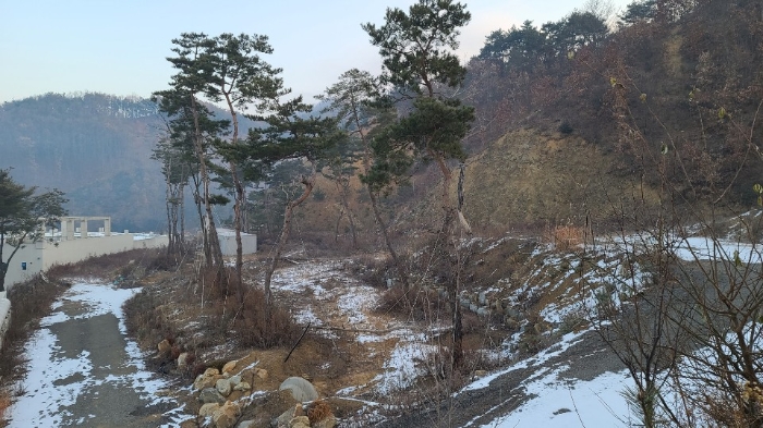 제시 외 수목 사진