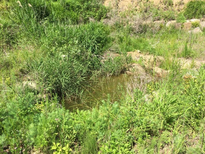 기호(14) 일부 연못 전경