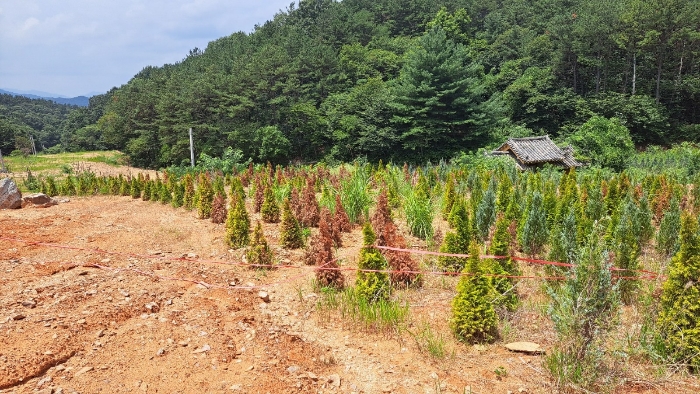 수목전경 (에매럴드그린, 엔젤블루)