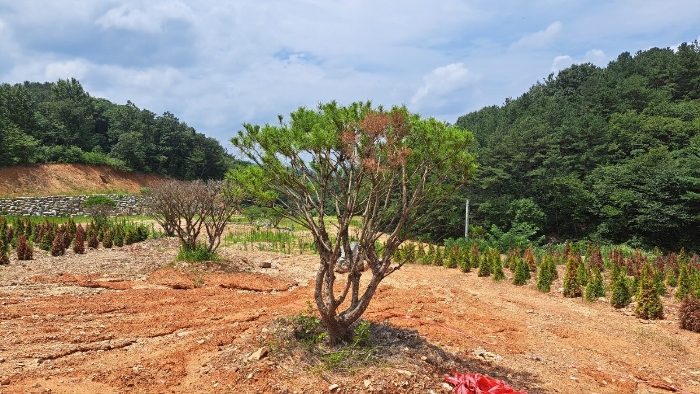 수목전경 (둥근소나무)