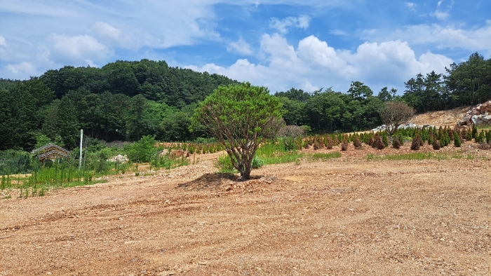 수목전경 (둥근소나무)