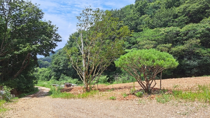 수목전경 (둥근소나무, 배롱나무)