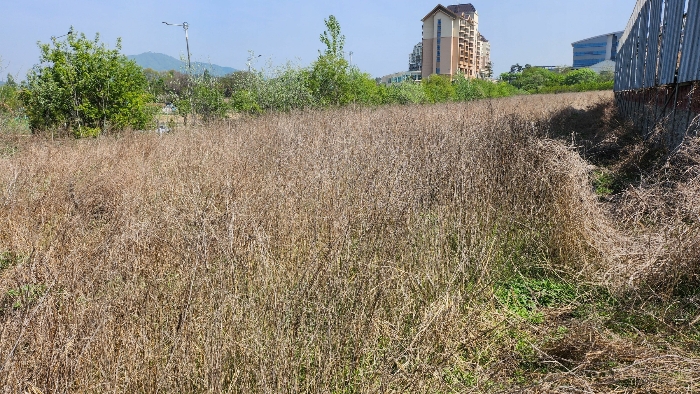 본건(표준지) 남측 전경