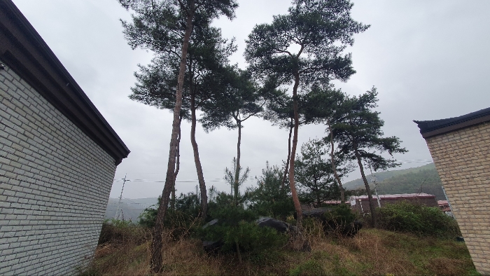 제시외물건(수목 및 조경석 등)