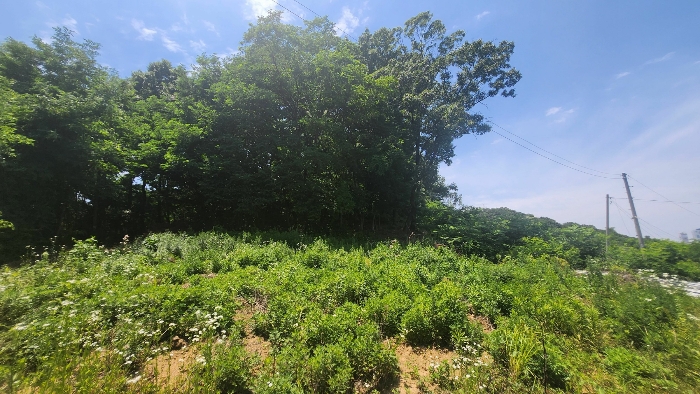 본건 기호 9 남동측 전경(제시 외 분묘 소재)