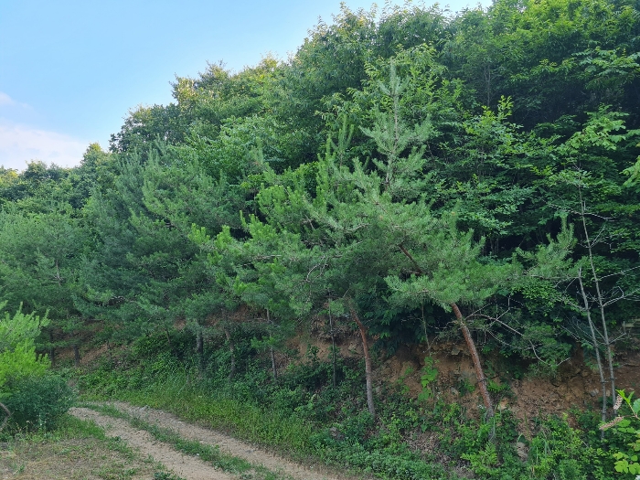 경계부분 타인 소유 수목_1