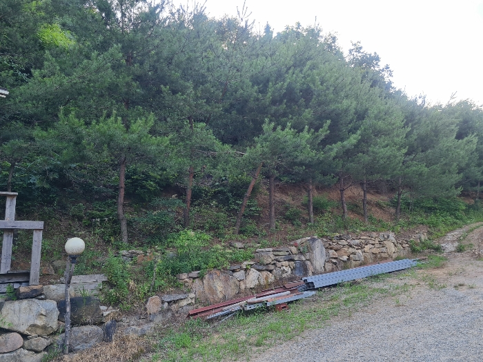 경계부분 타인 소유 수목_2