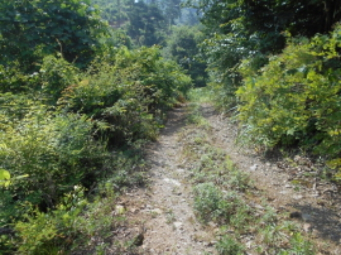 목록1번 북동쪽 임도