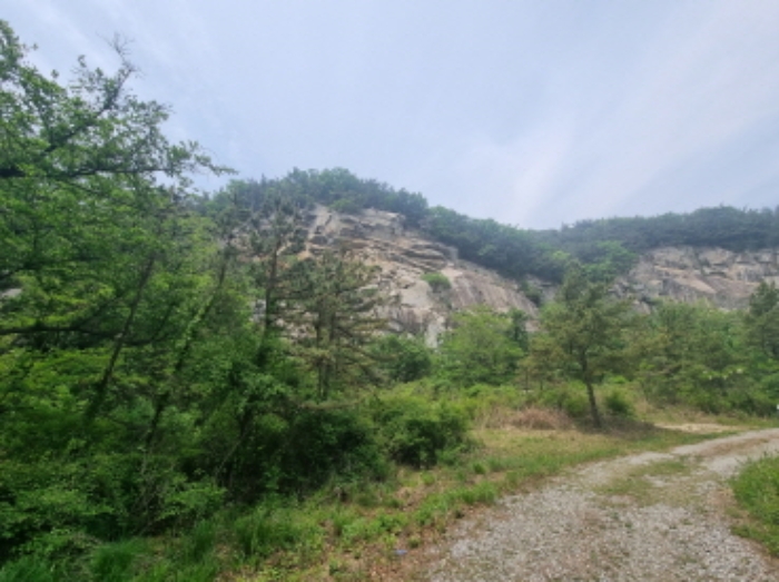 본건 부동산 임야 전경 사진