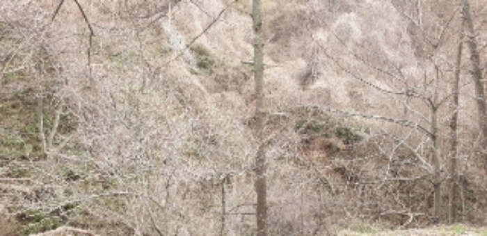 장수 장수 수분 852-1 경매물건6번(현,임야) 사진