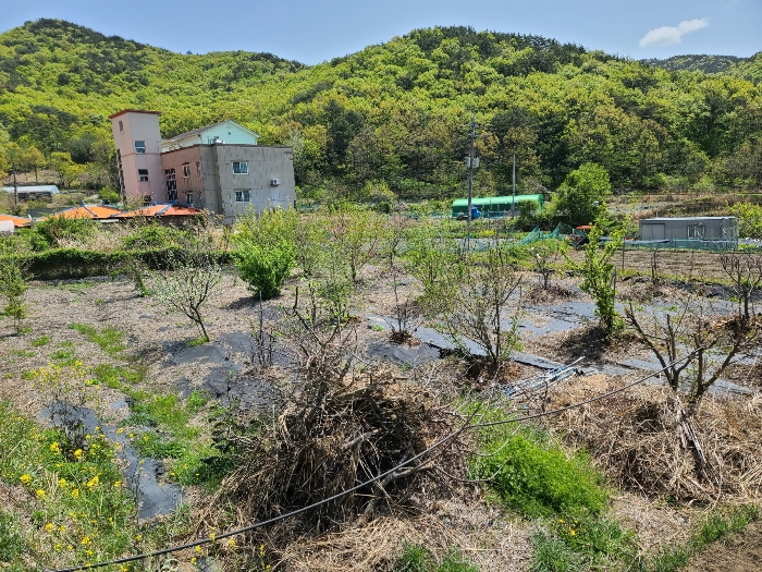 기호(1) 지상 제시외 수목