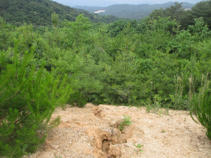 본건 임야  (동측에서 촬영)