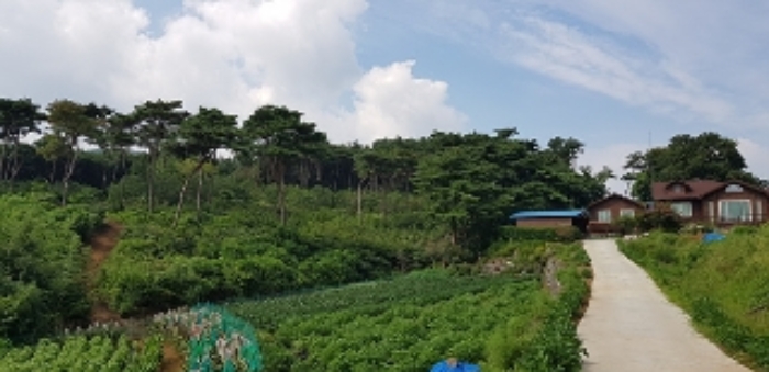 마을 쪽에서 바라본 본건 2, 3번 부동산(임야) 전경