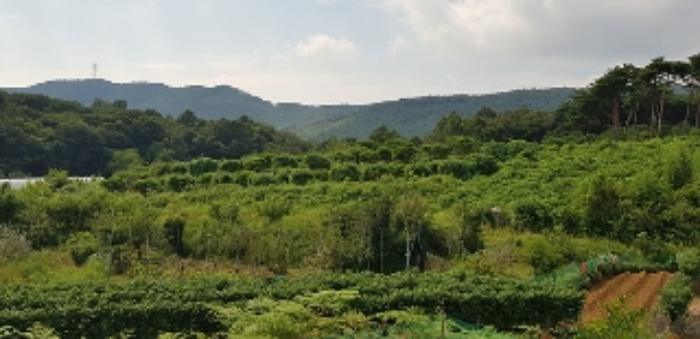 본건 1번 부동산(전, 현황 묵전, 제시외 반송 식재) 전경