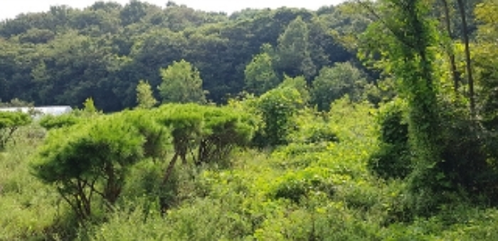 본건 1번 부동산과 인근 토지의 경계부분 모습