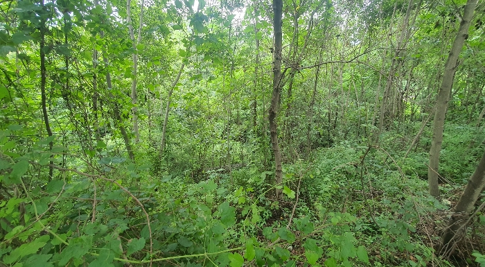 본건 기호(7, 8) 토지 주위전경