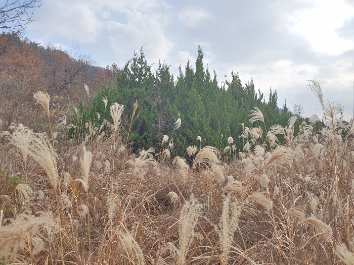 14.제시외수목