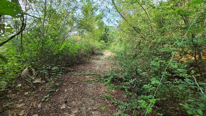 기호1) 동측 임도 전경