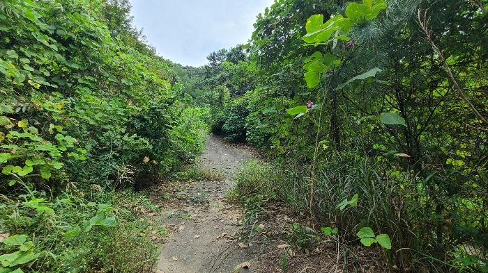 기호2) 북서측 임도 전경