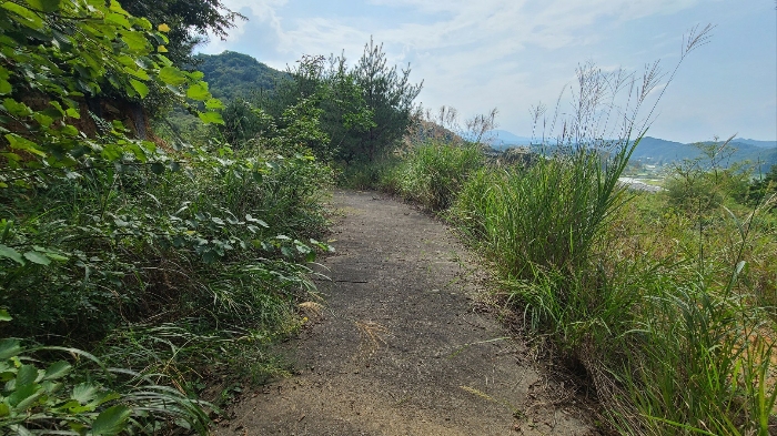 기호1) 동측 임도 전경