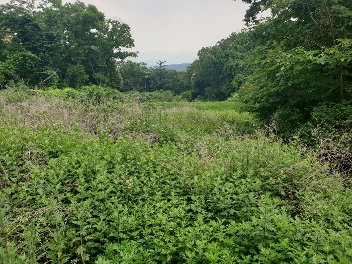 본건 전경
(남서측에서 촬영)