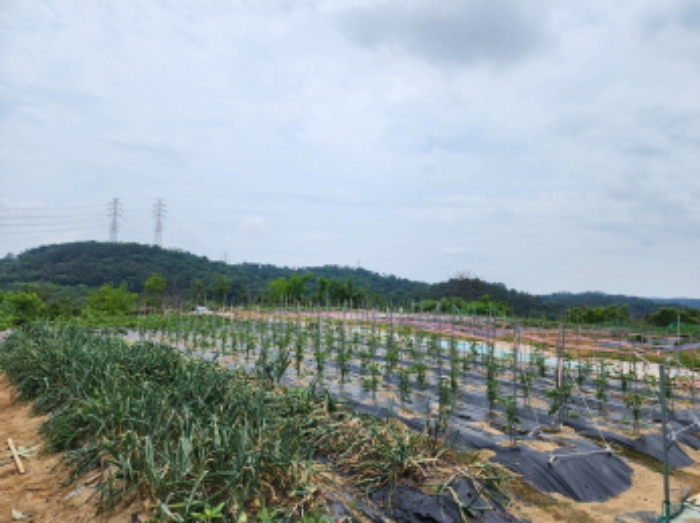 정상부분 경작중인 전 전경.