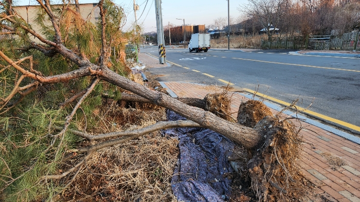 본건 앞 이식중인 수목전경(2024년 2월 16일)