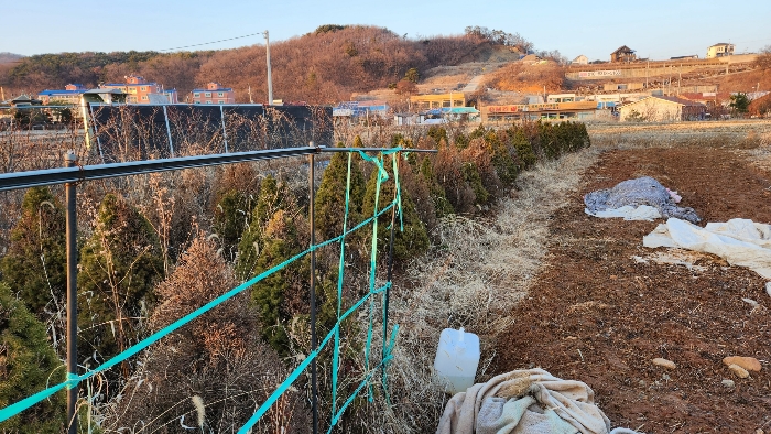 제시외물건(ㄱ)측백나무과 수목 전경