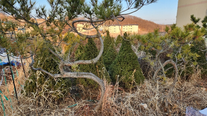 제시외물건(ㄱ)소나무 전경