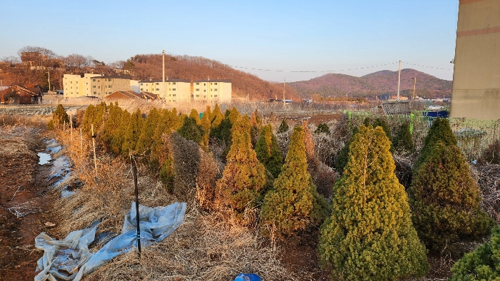 제시외물건(ㄱ)측백나무과 수목 전경