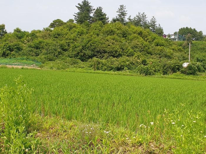 본건 전경(기호